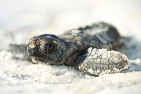 Baby Sea Turtle in the sand